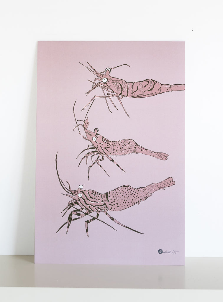 Collection d'affiches maritimes faune et flore marine du Saint-Laurent